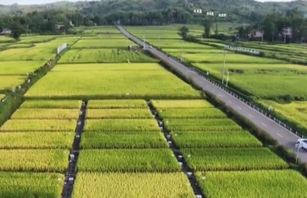 重慶：強科技 造品牌 助力水稻產(chǎn)業(yè)高質(zhì)量發(fā)展