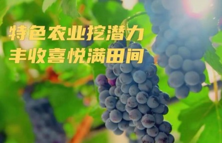 特色農(nóng)業(yè)挖潛力 豐收喜悅滿田間