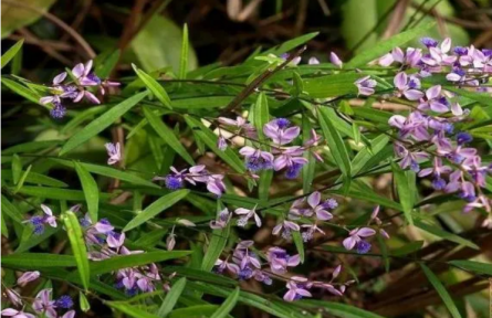 家鄉(xiāng)農(nóng)產(chǎn)品大學生推薦官 | 品牌調(diào)研手記?:地理標志“新絳遠志”鑄成記