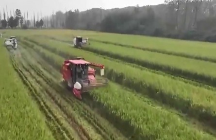 應對持續(xù)降雨 黃淮地區(qū)全力搶收搶烘秋糧
