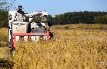 秋糧收獲已過八成 合力筑牢豐收基礎(chǔ)