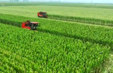 河北：密植良技創(chuàng)高產(chǎn) 師徒再破“噸糧”關(guān)