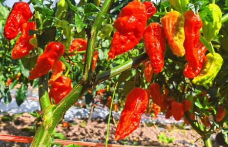 云南大理劍川：辣椒滿枝促增收 特色產(chǎn)業(yè)助振興