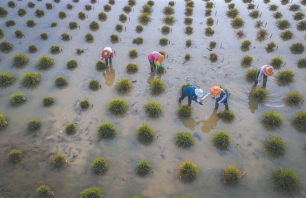 為育種，科學(xué)家給野生稻“理發(fā)”