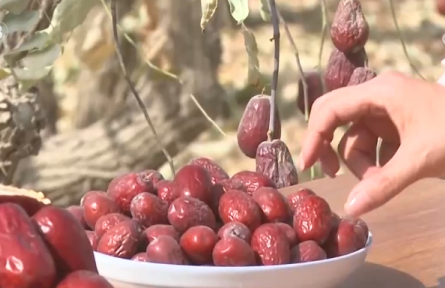 新疆和田地區(qū)：沙地甜果“撬動”大市場 特色產(chǎn)業(yè)富了百姓、美了鄉(xiāng)村