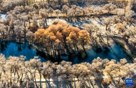 內(nèi)蒙古額濟(jì)納：晚秋胡楊美