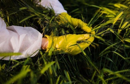 斬?cái)嗵镩g竊密黑手！間諜在我國搜集農(nóng)作物基因數(shù)據(jù)