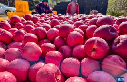 秋日“豐”景好