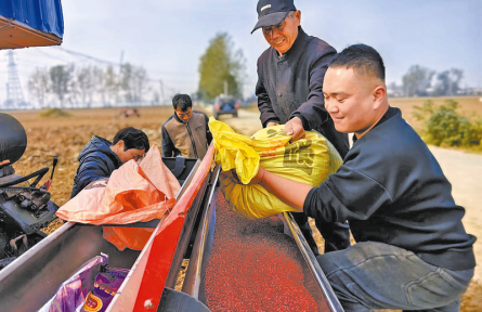 河南駐馬店：晴好天氣搶農(nóng)時 秋糧播種加速度