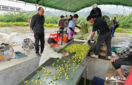福建永泰：創(chuàng)新利益聯(lián)結(jié)機制 走出特色鄉(xiāng)村振興共富路