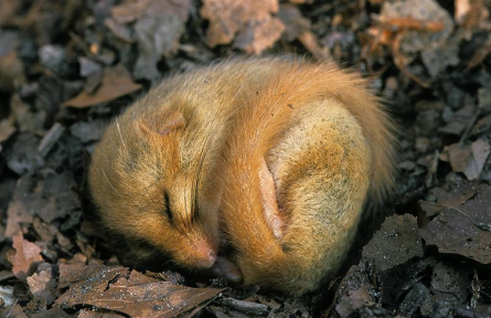 科技名詞|冬眠 hibernation